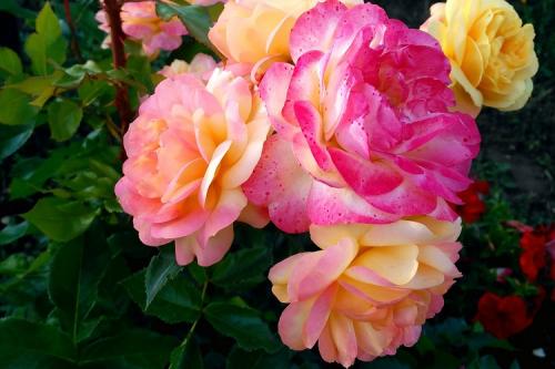 Как различать виды роз. Все виды роз с указанием лучших сортов от А до Я