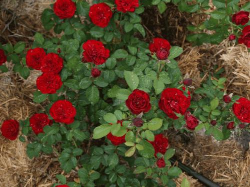 Виды и сорта роз с названиями и описанием. Сорта бордюрных роз