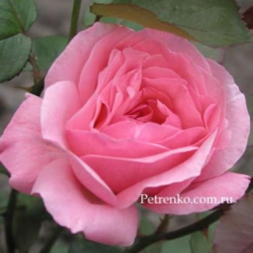 35 сортов чайно-гибридных роз. Сорта чайно-гибридных роз разных цветов 28