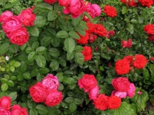 35 сортов чайно-гибридных роз. Сорта чайно-гибридных роз разных цветов 25