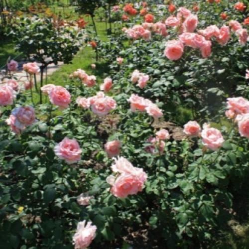 35 сортов чайно-гибридных роз. Сорта чайно-гибридных роз разных цветов 29