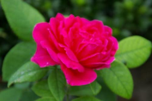 35 сортов чайно-гибридных роз. Сорта чайно-гибридных роз разных цветов 14