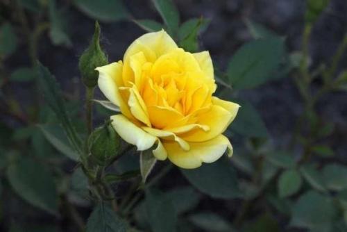 Виды и сорта роз с названиями и описанием. Сорта бордюрных роз