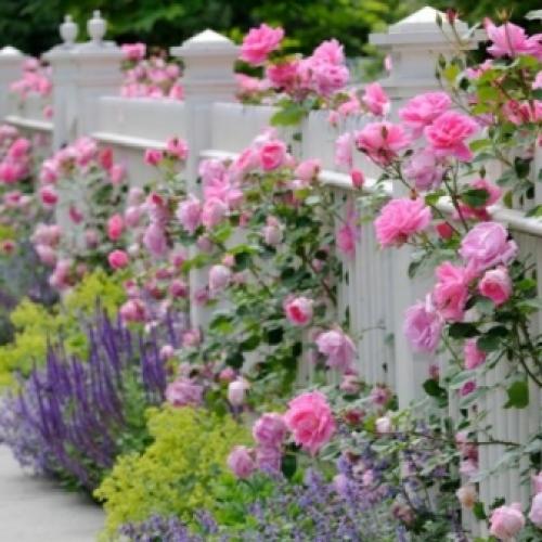 35 сортов чайно-гибридных роз. Сорта чайно-гибридных роз разных цветов 27