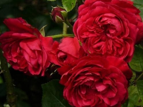 Лучшие чайно-гибридные розы для Подмосковья. Лучшие сорта роз для Подмосковья