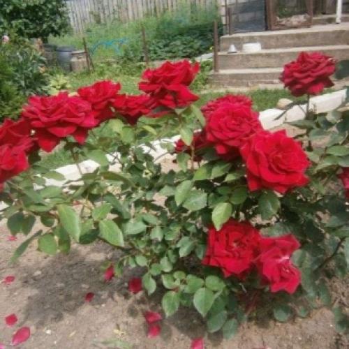 35 сортов чайно-гибридных роз. Сорта чайно-гибридных роз разных цветов 23