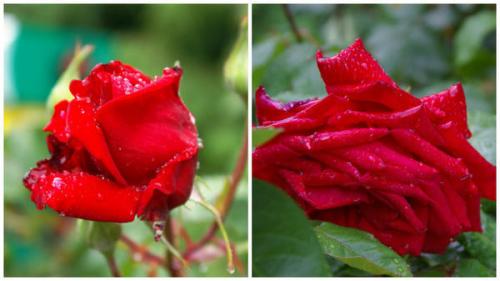 35 сортов чайно-гибридных роз. Сорта чайно-гибридных роз разных цветов 12