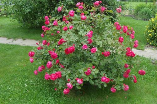 Как различать виды роз. Все виды роз с указанием лучших сортов от А до Я