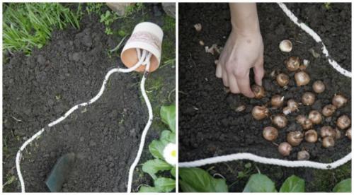 Как посадить крокусы осенью: пошаговая инструкция 03 Как посадить крокусы осенью: пошаговая инструкция 03