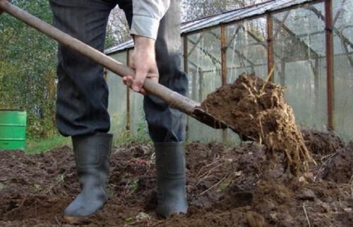 Компост из конского навоза. Про навоз