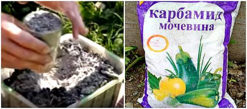 Зола под деревья. 12 Мощных Способов применения древесной золы в качестве удобрения для растений на огороде и в саду