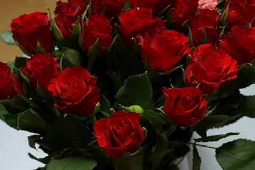 15 сортов лучших красных роз. Характеристика красных роз