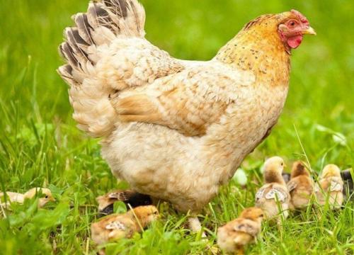 Куриный помет осенью. Куриный помет, как удобрение: как применять