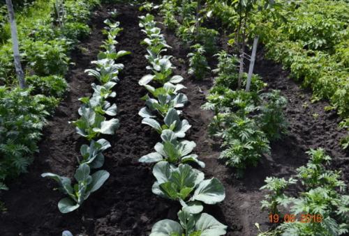 Куриный помет под перекопку весной. Удобрение почвы куриным пометом