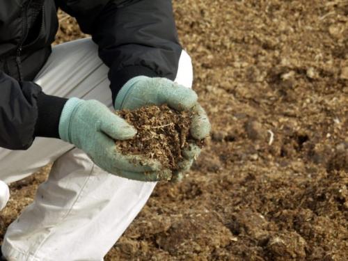 Какой навоз лучше для огурцов. Какой навоз любят огурцы: мой личный опыт