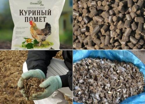 Куриный помет осенью. Куриный помет, как удобрение: как применять