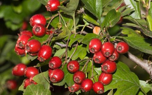 Как вырастить боярышник из ветки. Какие бывают виды боярышника