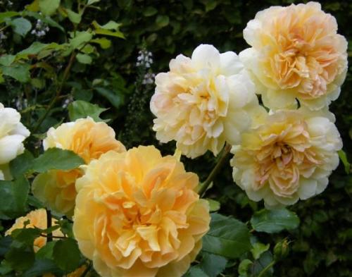 10 лучших сортов роз Остина. Розы Дэвида Остина: плюсы, минусы и популярные сорта 09 10 лучших сортов роз Остина. Розы Дэвида Остина: плюсы, минусы и популярные сорта 09