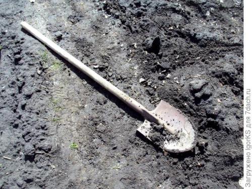 Посев семян боярышника. Как я вырастил боярышник из семян