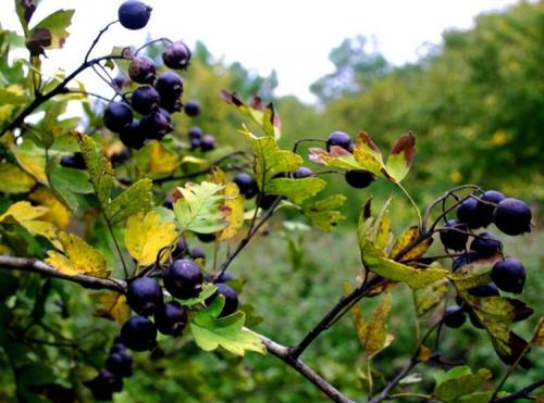 Как вырастить боярышник из ветки. Какие бывают виды боярышника