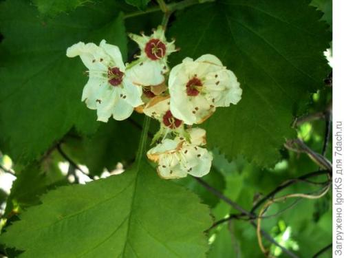 Посев семян боярышника. Как я вырастил боярышник из семян