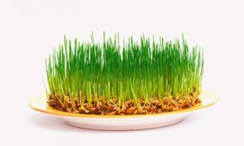 Солома, как удобрение для огорода. Солома, как органическое удобрение, трудности, пути решения и польза. 04