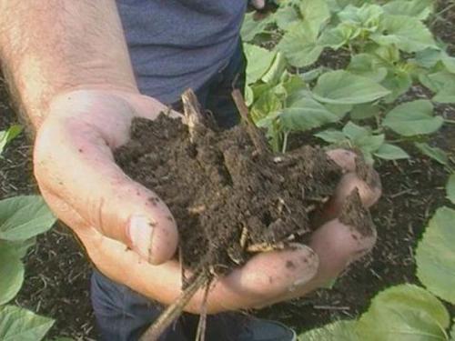 Как ускорить разложение соломы.  СТИМИКС  ®  НИВА А: БЫСТРОЕ РАЗЛОЖЕНИЕ СОЛОМЫ И ВЫТЕСНЕНИЕ ПАТОГЕНОВ.