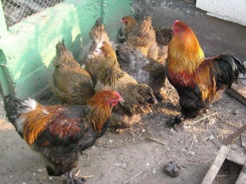 Что такое навоз. Навоз в качестве удобрения