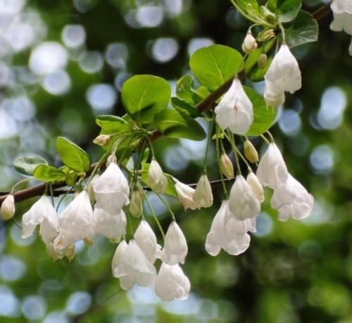 Необычные кустарники. 9 необычных кустарников и деревьев, которые сделают сад уникальным