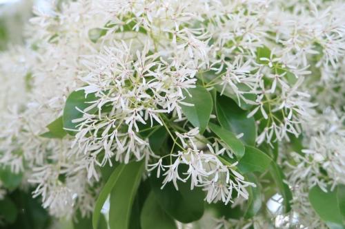 Необычные кустарники. 9 необычных кустарников и деревьев, которые сделают сад уникальным