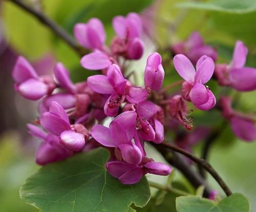 Необычные кустарники. 9 необычных кустарников и деревьев, которые сделают сад уникальным