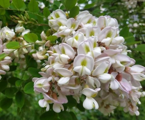 Необычные кустарники. 9 необычных кустарников и деревьев, которые сделают сад уникальным