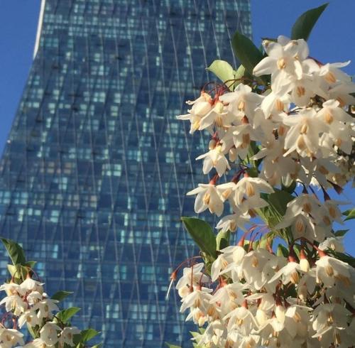 Необычные кустарники. 9 необычных кустарников и деревьев, которые сделают сад уникальным