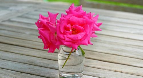 Лучшая плетистая роза для вашего сада. Плетистые розы: сорта, советы по выбору и уходу 01 Лучшая плетистая роза для вашего сада. Плетистые розы: сорта, советы по выбору и уходу 01