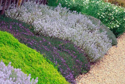 Стелющийся по земле кустарник. Лучшие почвопокровные для сада
