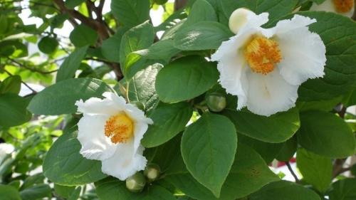 Необычные кустарники. 9 необычных кустарников и деревьев, которые сделают сад уникальным