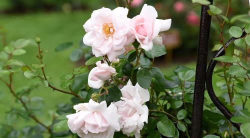 Лучшая плетистая роза для вашего сада. Плетистые розы: сорта, советы по выбору и уходу 02 Лучшая плетистая роза для вашего сада. Плетистые розы: сорта, советы по выбору и уходу 02