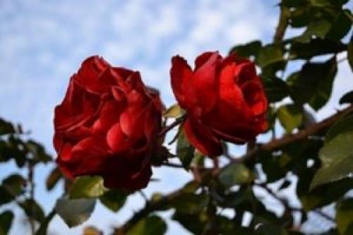 Лучшие плетистые розы для Подмосковья. Краткое описание походящих для Подмосковья сортов