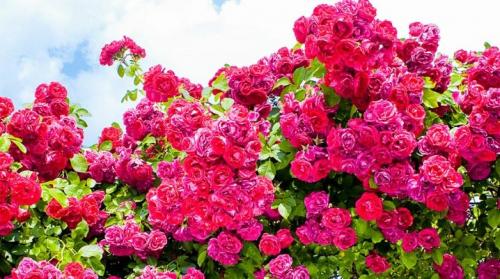 Лучшая плетистая роза для вашего сада. Плетистые розы: сорта, советы по выбору и уходу