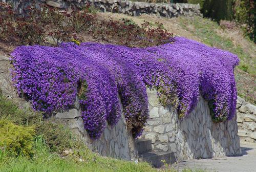 Стелющийся по земле кустарник. Лучшие почвопокровные для сада