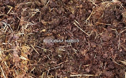 Перепревший навоз. Как сделать перегной из коровьего и конского навоза