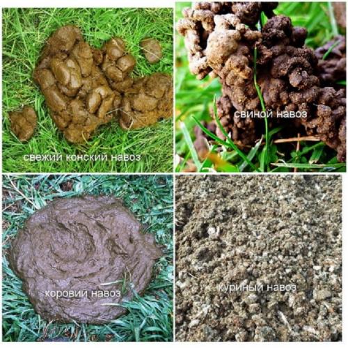 Перепревший навоз. Как сделать перегной из коровьего и конского навоза