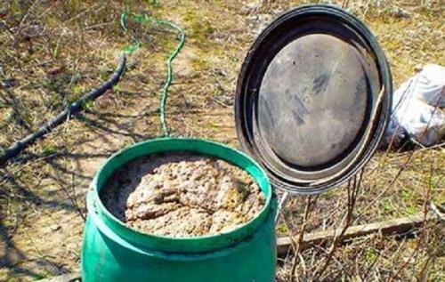 Перепревший навоз. Как сделать перегной из коровьего и конского навоза