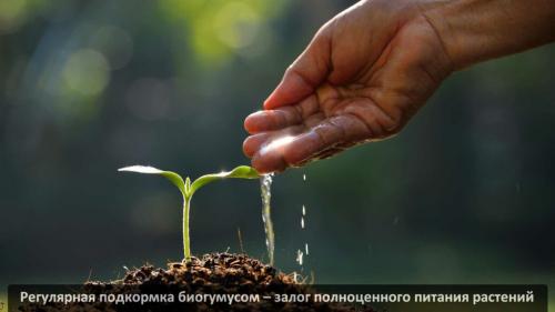 Биогумус жидкий инструкция. Жидкий биогумус
