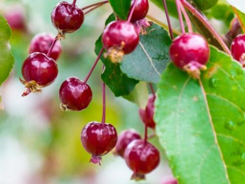 Когда собирают ранетки. Характеристика сорта