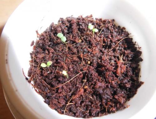 Биогумус вред. Биогумус — полезная органика