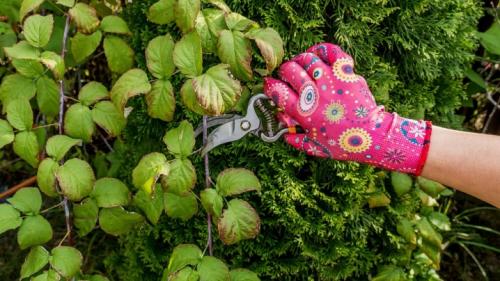 Совместимость жимолости с другими деревьями и кустами. Правильное соседство с кустарниками 02 Совместимость жимолости с другими деревьями и кустами. Правильное соседство с кустарниками 02