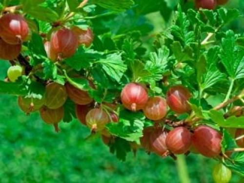 Совместимость жимолости с другими деревьями и кустами. Правильное соседство с кустарниками 01 Совместимость жимолости с другими деревьями и кустами. Правильное соседство с кустарниками 01