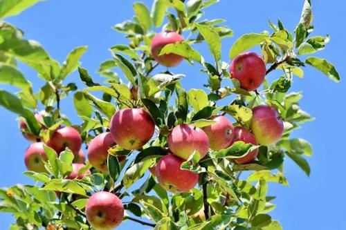 Можно ли сажать жимолость рядом с малиной. Соседи малины, с чем сажать рядом