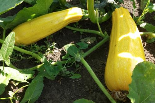 Можно ли сажать рядом голубику и жимолость. Соседи голубики на участке